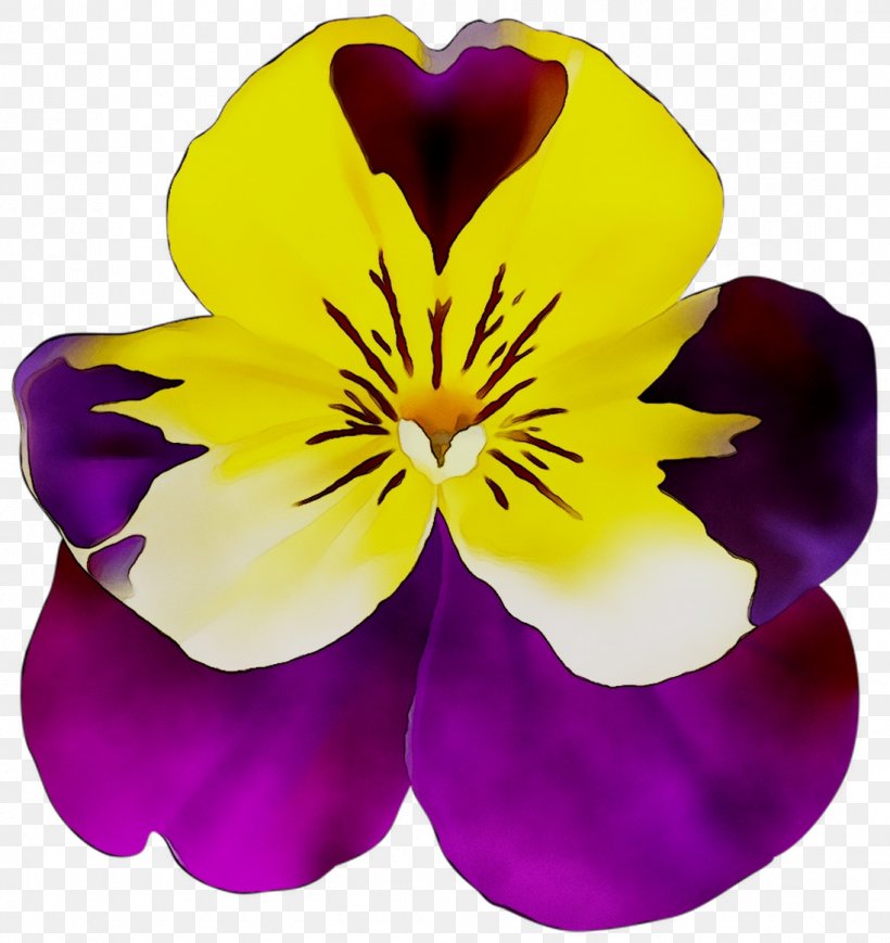 Pansy Herbaceous Plant Plants, PNG, 1097x1163px, Pansy, Flower, Flowering Plant, Herbaceous Plant, Iris Download Free
