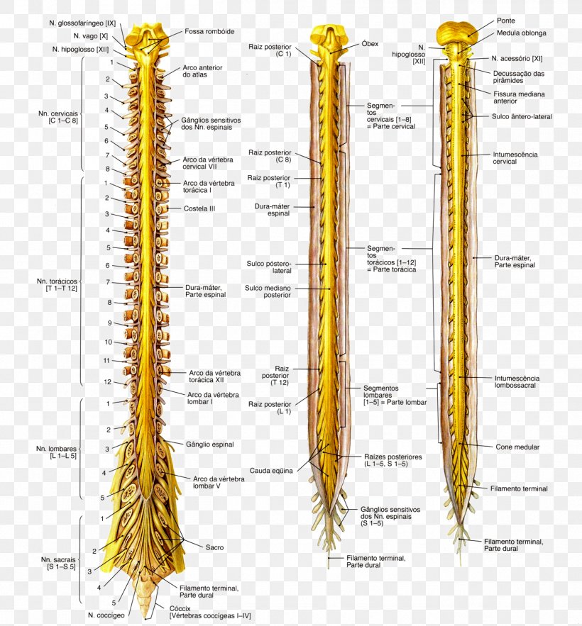 Anatomy Spinal Cord Nervous System Medulla Oblongata Nerve Png