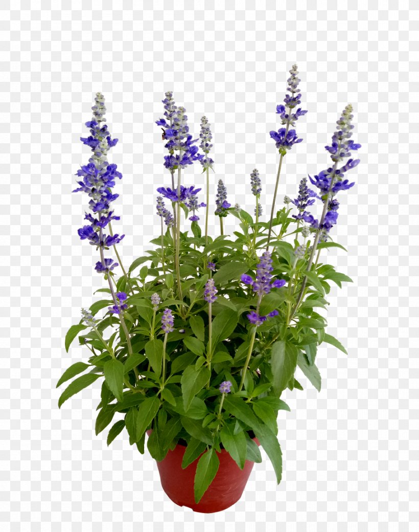 Lavender Flower, PNG, 910x1155px, English Lavender, Annual Plant, Beardtongue, Common Sage, Delphinium Download Free
