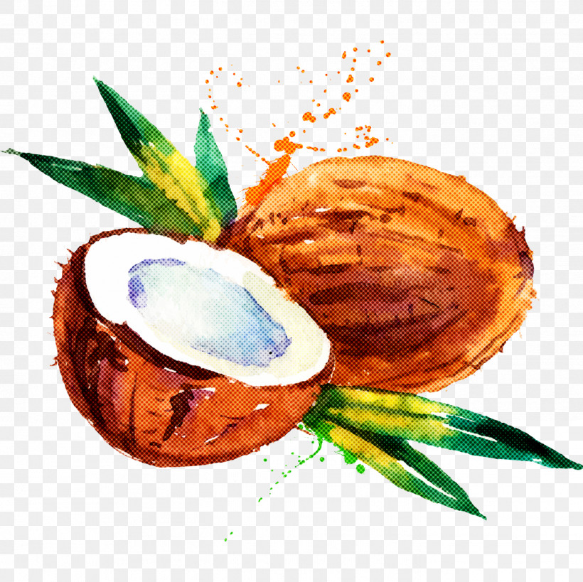 Palm Tree, PNG, 1419x1418px, Coconut, Attalea Speciosa, Coconut Water, Drink, Food Download Free