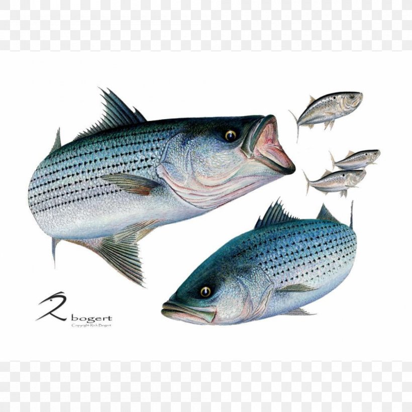 Striped Bass Sardine Mackerel Barramundi, PNG, 1000x1000px, Bass, Barramundi, Bonito, Bony Fish, Cod Download Free