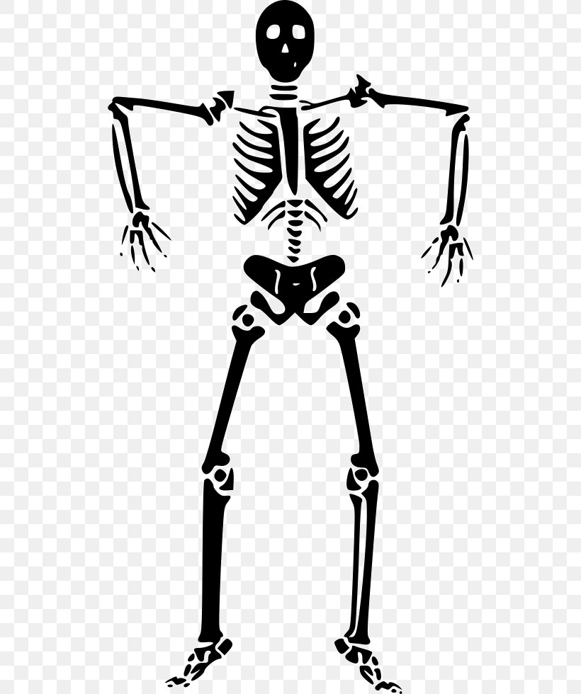 Vector Graphics Clip Art Human Skeleton Bone, PNG, 516x980px, Human Skeleton, Anatomy, Area, Art, Artwork Download Free
