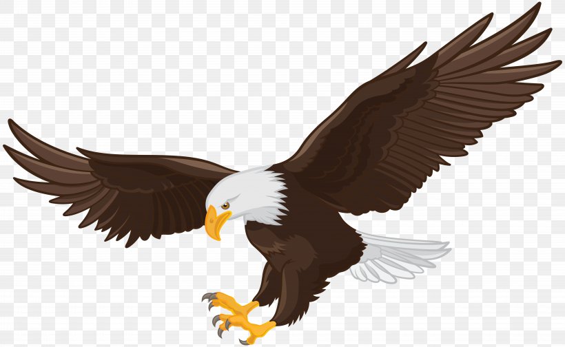 Bald Eagle Clip Art, PNG, 8000x4922px, Bald Eagle, Accipitriformes, Beak, Bird, Bird Of Prey Download Free
