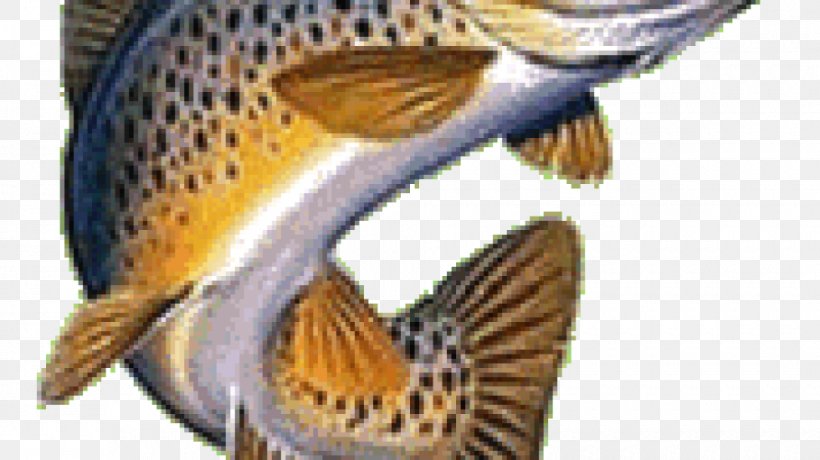 Brown Trout Rainbow Trout Clip Art Brook Trout, PNG, 980x550px, Brown Trout, Artificial Fly, Beak, Brook Trout, Drawing Download Free