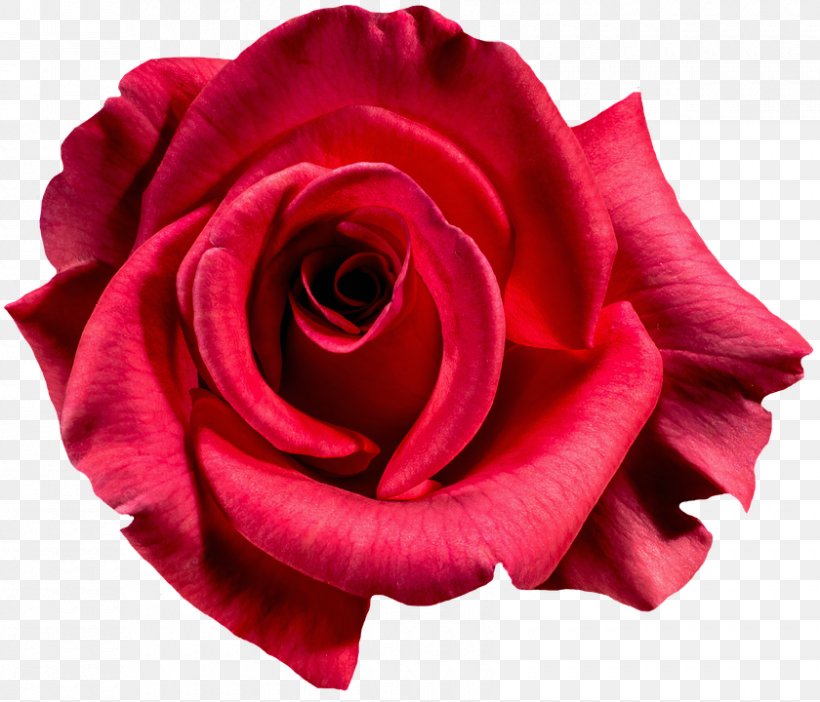 Damask Rose Rosa Gallica Flower Photography, PNG, 840x720px, Damask Rose, Banco De Imagens, China Rose, Close Up, Cut Flowers Download Free