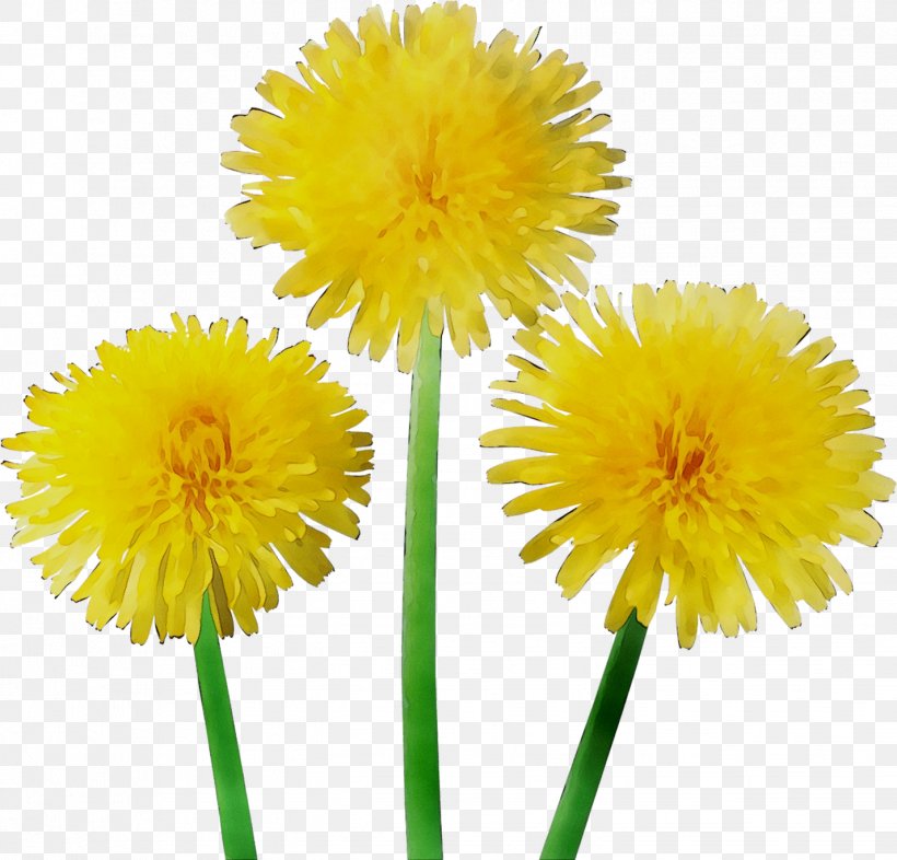 Dandelion Yellow Cut Flowers, PNG, 1427x1369px, Dandelion, Cut Flowers, Daisy Family, English Marigold, Flower Download Free