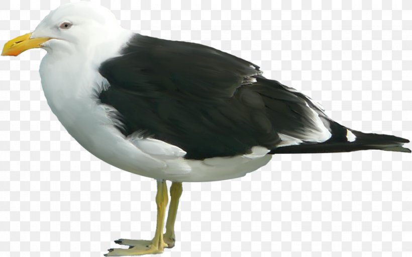 Great Black-backed Gull Clip Art, PNG, 1023x638px, Great Blackbacked Gull, Beak, Bird, Charadriiformes, European Herring Gull Download Free