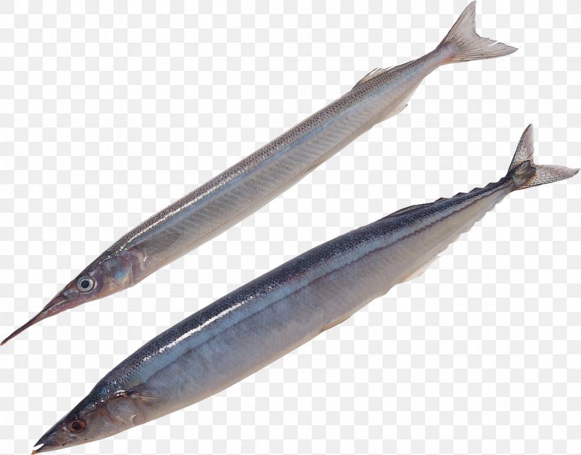 Pacific Saury Oily Fish Sauries Sardine, PNG, 2303x1804px, Pacific Saury, Anchovy, Bony Fish, Capelin, Fin Download Free
