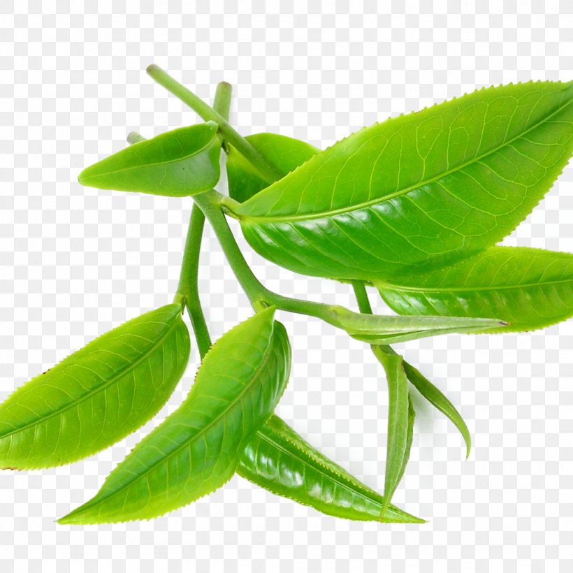Green Tea Tea Tree Oil Camellia Sinensis Peppermint, PNG, 1024x1024px, Tea, Camellia Sinensis, Drink, Essential Oil, Extract Download Free