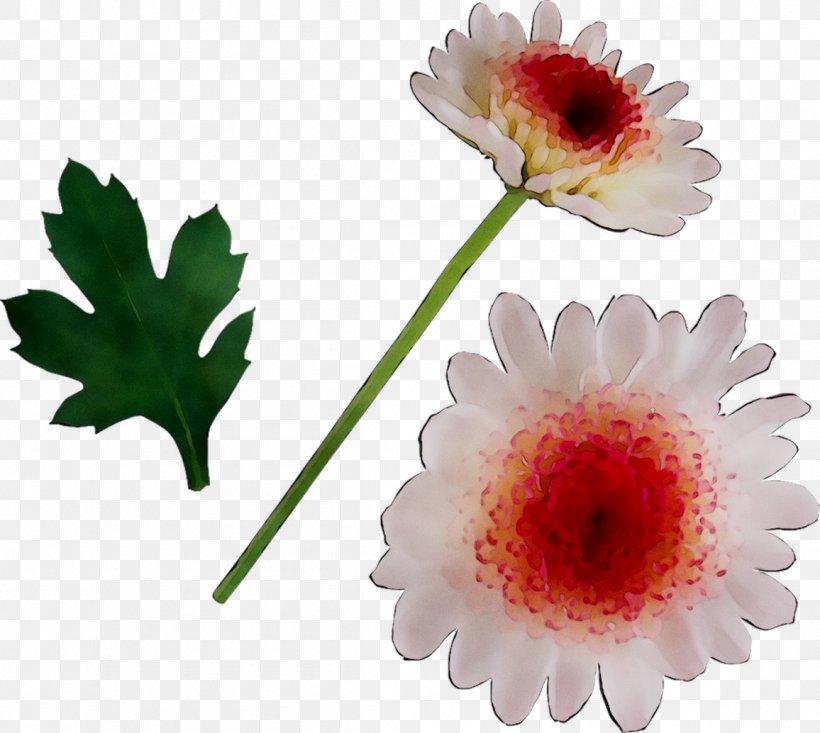 Transvaal Daisy, PNG, 1156x1034px, Transvaal Daisy, Artificial Flower, Barberton Daisy, Daisy Family, Flower Download Free