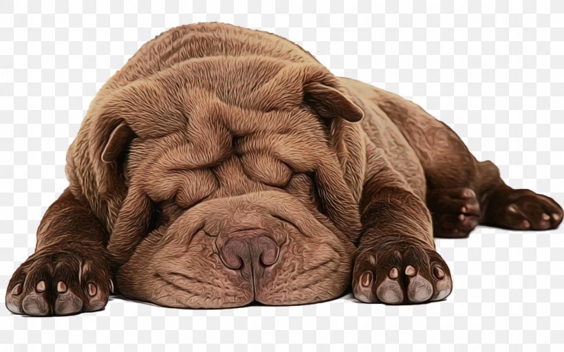 Dog And Cat, PNG, 1920x1200px, Shar Pei, Breed, Bulldog, Cat, Companion Dog Download Free