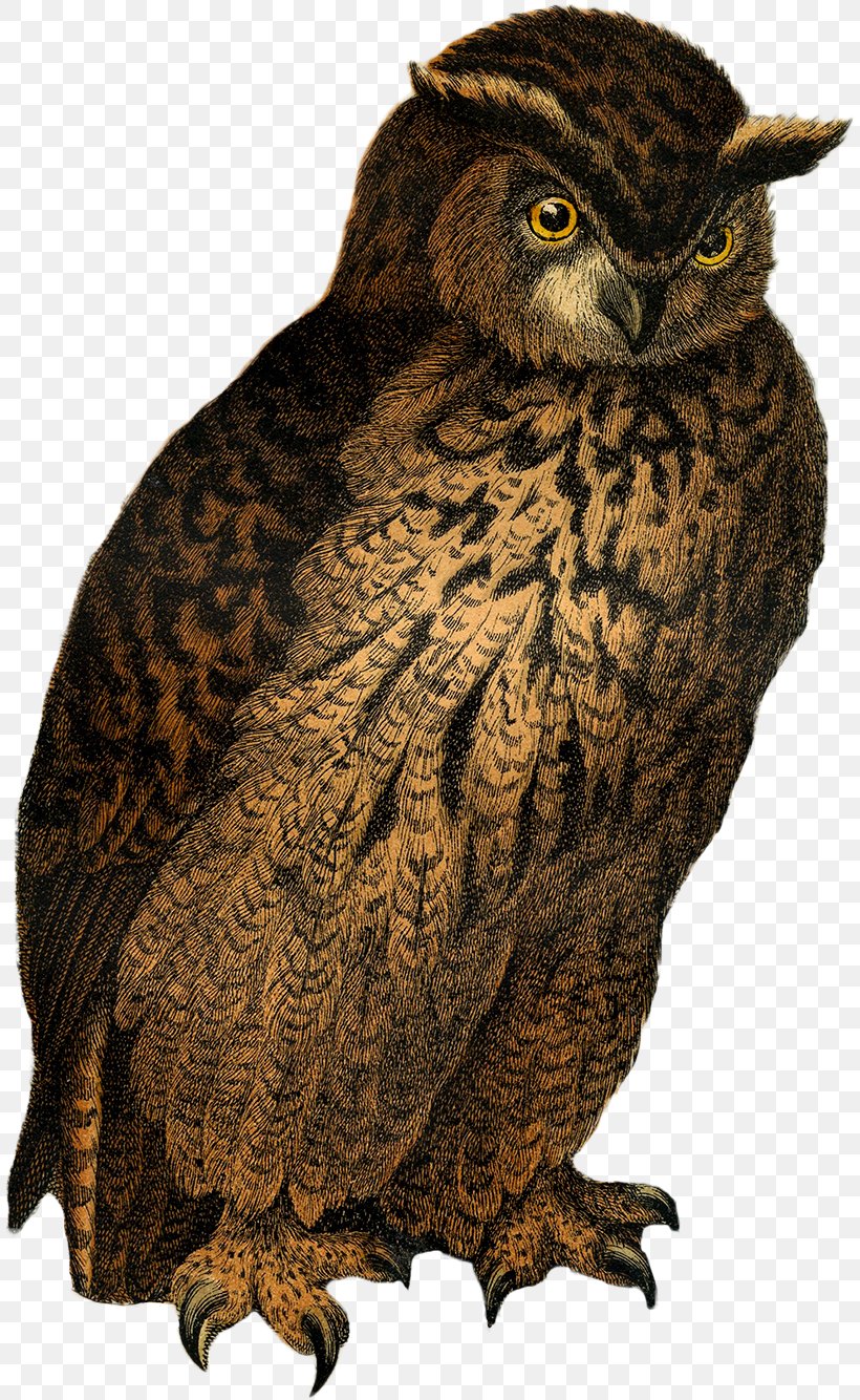 Great Grey Owl Drawing, PNG, 810x1334px, Great Grey Owl, Animal, Beak, Bird, Bird Of Prey Download Free