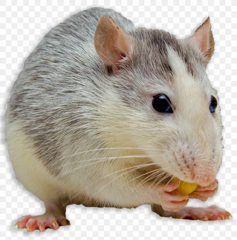 Mouse Black Rat Dog Fancy Rat Female, PNG, 1114x1130px, Mouse, Black Rat, Dog, Dormouse, Fancy Rat Download Free