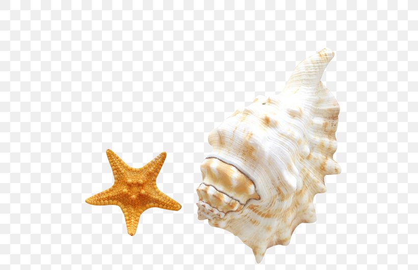 Seashell Android Beach Smartphone, PNG, 568x531px, Seashell, Android, Beach, Conch, Conchology Download Free