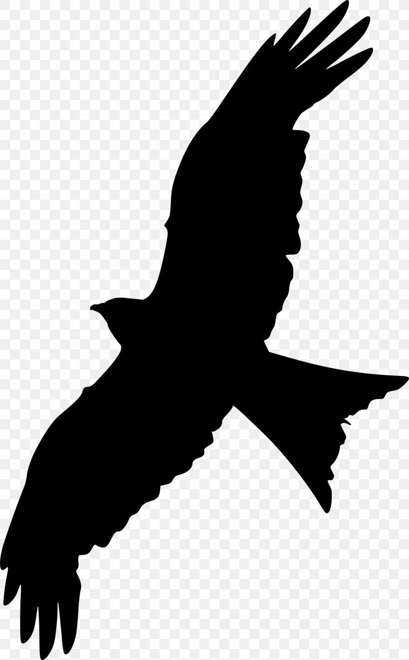 Bald Eagle Beak Clip Art Fauna Silhouette, PNG, 1488x2400px, Bald Eagle, Accipitriformes, Beak, Bird, Bird Of Prey Download Free