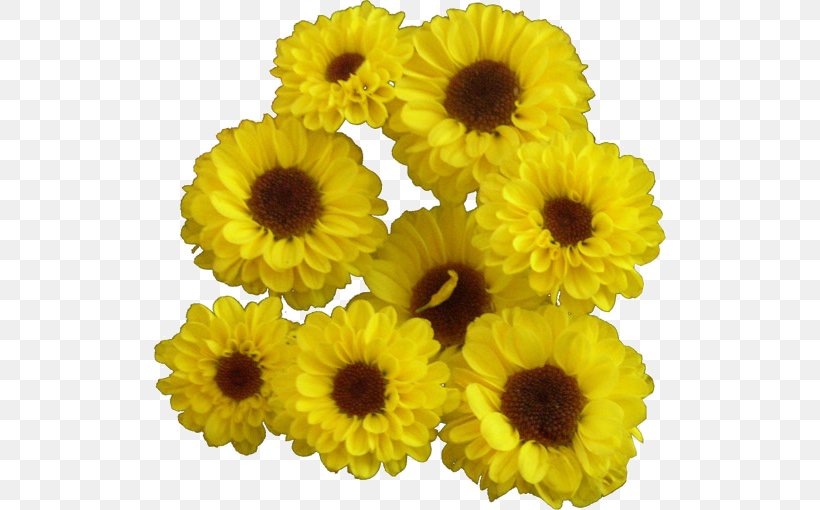 Common Sunflower Yellow Blume Cut Flowers, PNG, 512x510px, Common Sunflower, Annual Plant, Blume, Calendula, Chrysanthemum Download Free