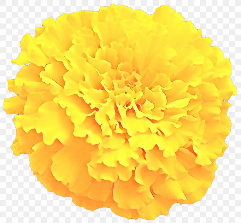 Clip Art Toran Image Flower, PNG, 1100x1019px, Toran, Cut Flowers, English Marigold, Flower, Marigold Download Free