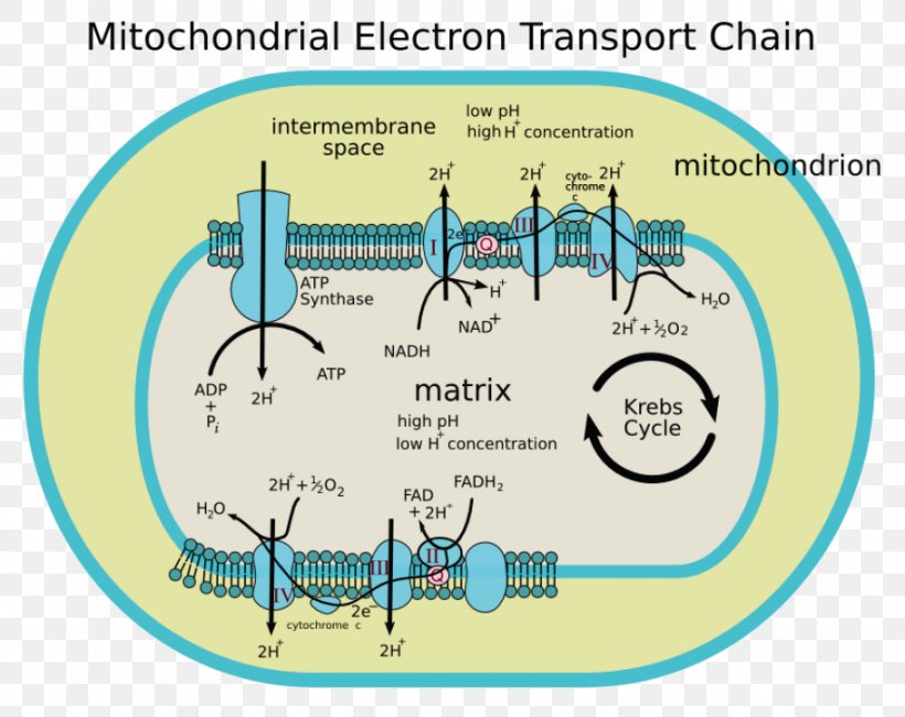 Electron Transport Chain Mitochondrion Cytochrome C Oxidase Oxidative Phosphorylation, PNG, 912x724px, Electron Transport Chain, Adenosine Triphosphate, Area, Cell, Cellular Respiration Download Free