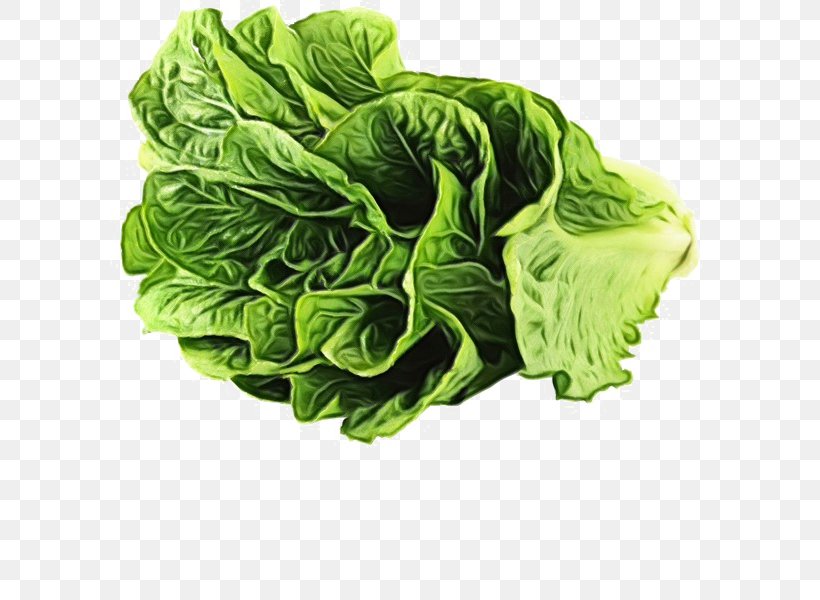 Green Leaf Background, PNG, 600x600px, Romaine Lettuce, Cabbage, Chard, Chinese Cabbage, Choy Sum Download Free