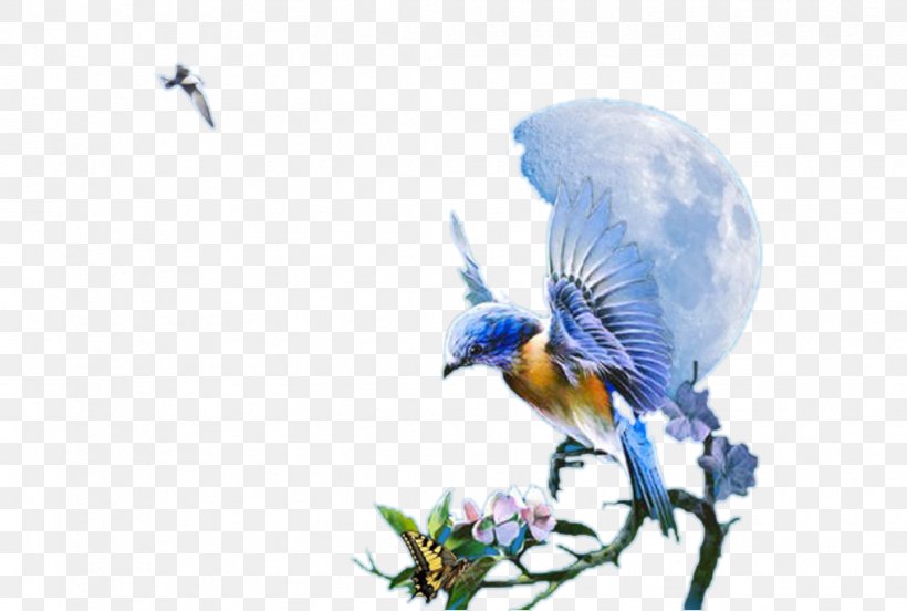 Hummingbird Clip Art, PNG, 1016x684px, Bird, Animation, Beak, Blue Jay, Bluebird Download Free
