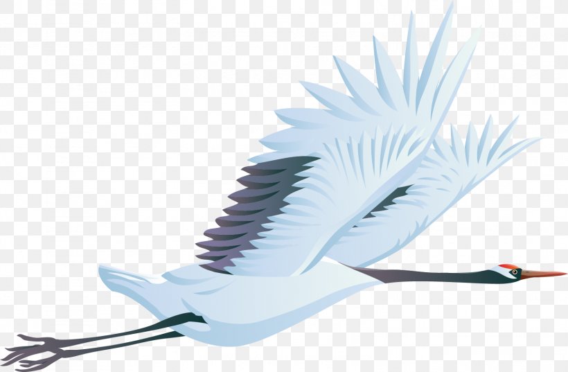 Bird Crane Clip Art, PNG, 1563x1025px, Bird, Beak, Crane, Feather, Photography Download Free