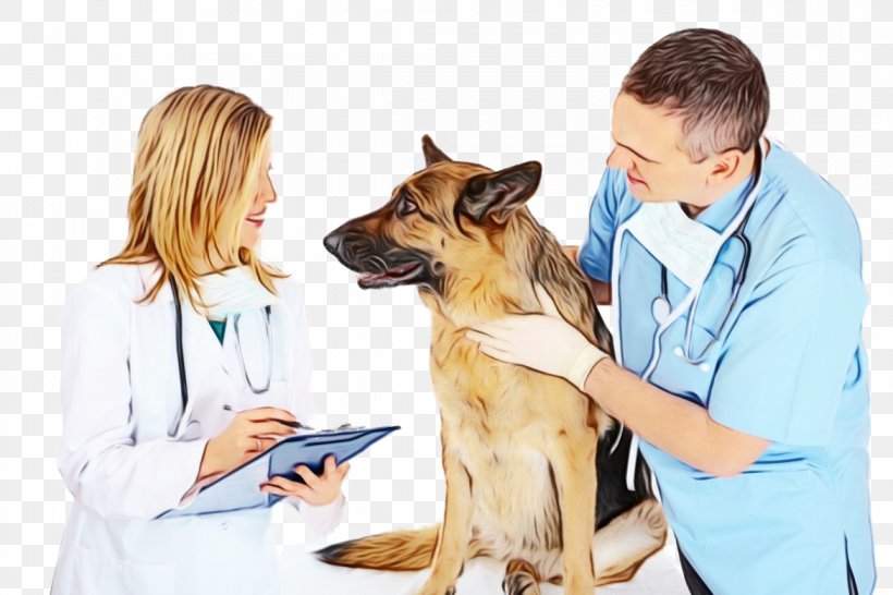 Dog German Shepherd Dog Dog Breed Veterinarian Medical Assistant, PNG, 1170x780px, Watercolor, Dog, Dog Breed, Ear, German Shepherd Dog Download Free