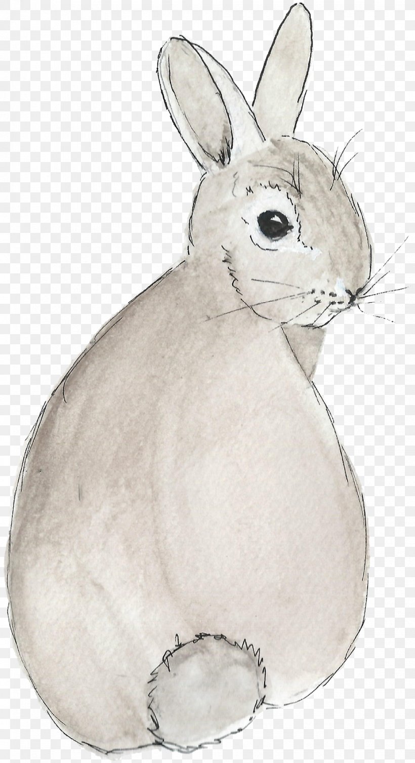 Easter Bunny Domestic Rabbit Hare Vertebrate, PNG, 979x1800px, Easter Bunny, Animal, Domestic Rabbit, Drawing, Easter Download Free