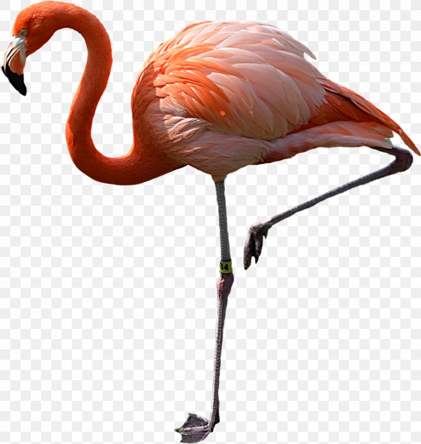 Flamingo Bird Clip Art, PNG, 830x875px, Flamingo, Beak, Bird, Digital Image, Greater Flamingo Download Free