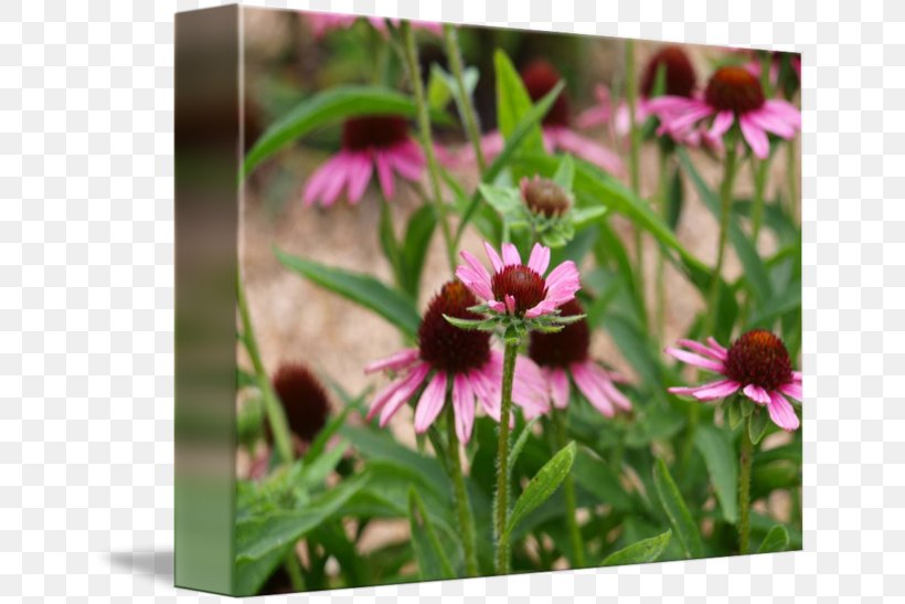 Coneflower Wildflower, PNG, 650x547px, Coneflower, Flora, Flower, Flowering Plant, Petal Download Free