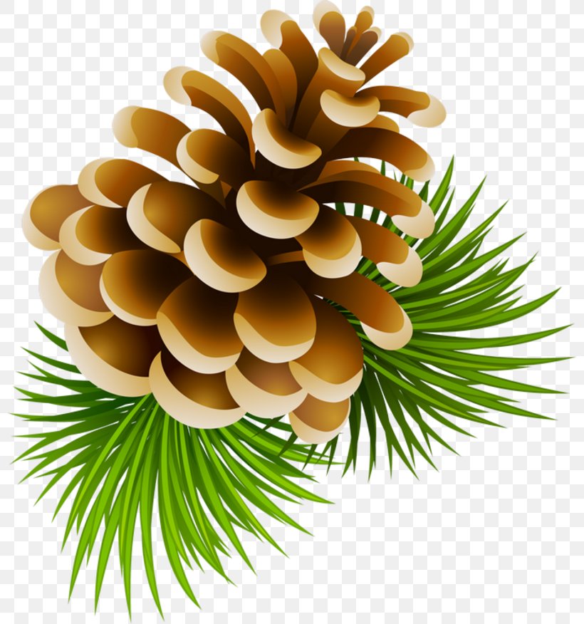 Conifer Cone Stock Photography Pine Royalty-free, PNG, 800x876px, Conifer Cone, Can Stock Photo, Christmas Ornament, Cone, Conifer Download Free