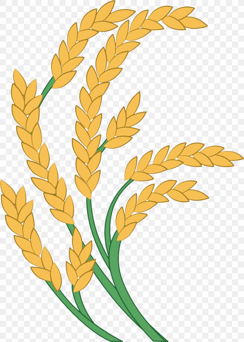 Rice Paddy Field Icon, PNG, 1164x1634px, Rice, Commodity, Flower, Flowering Plant, Food Download Free