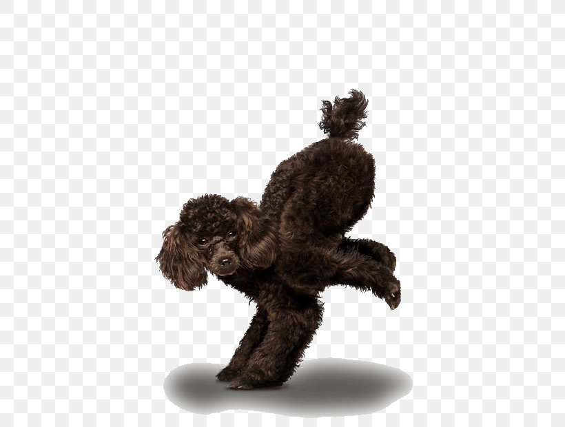 Chihuahua Golden Retriever Poodle Yoga Dogs, PNG, 620x620px, Chihuahua, Adho Mukha U015bvu0101nu0101sana, Animal, Asana, Asento Download Free