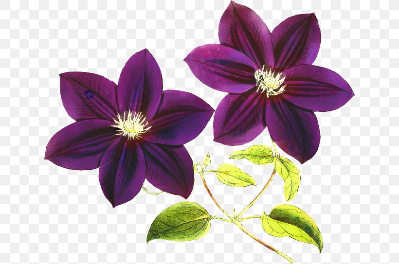 Clip Art Purple Flower Violet, PNG, 639x543px, Purple, Bleuviolet, Blue, Clematis, Flower Download Free