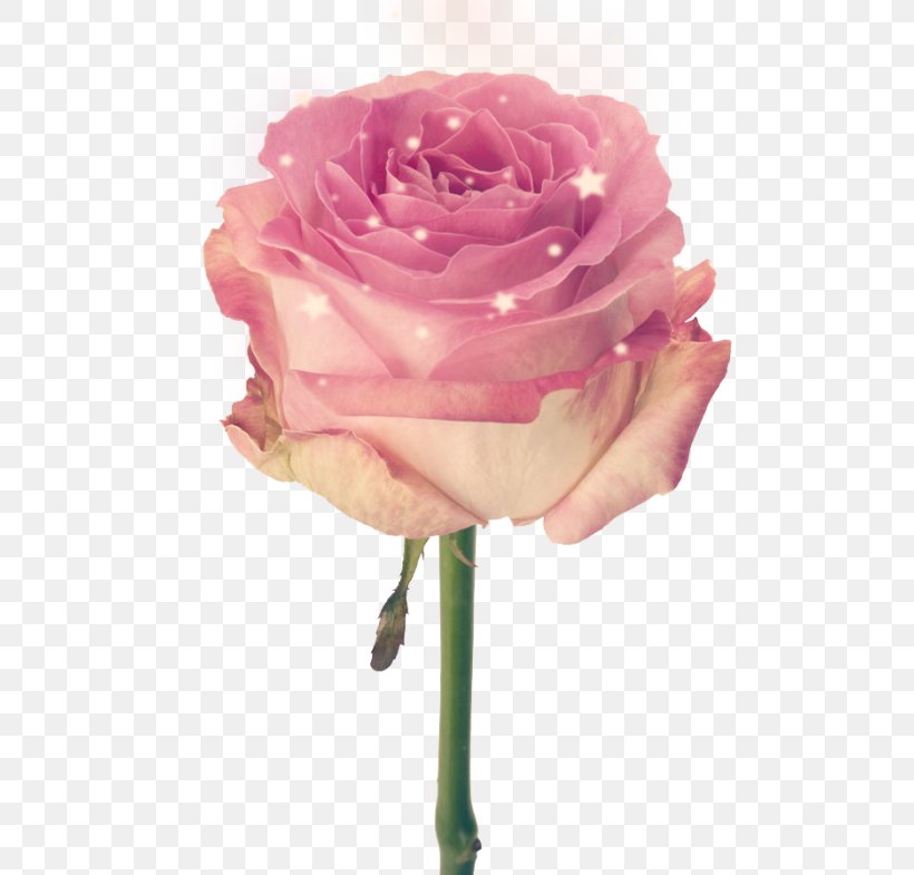 Cut Flowers Pink Garden Roses, PNG, 700x785px, Flower, Color, Cut Flowers, Floral Design, Flower Bouquet Download Free
