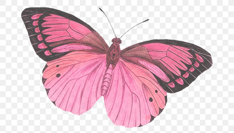 Moths And Butterflies Butterfly Insect Pink Pollinator, PNG, 700x466px, Moths And Butterflies, Brushfooted Butterfly, Butterfly, Insect, Lycaenid Download Free