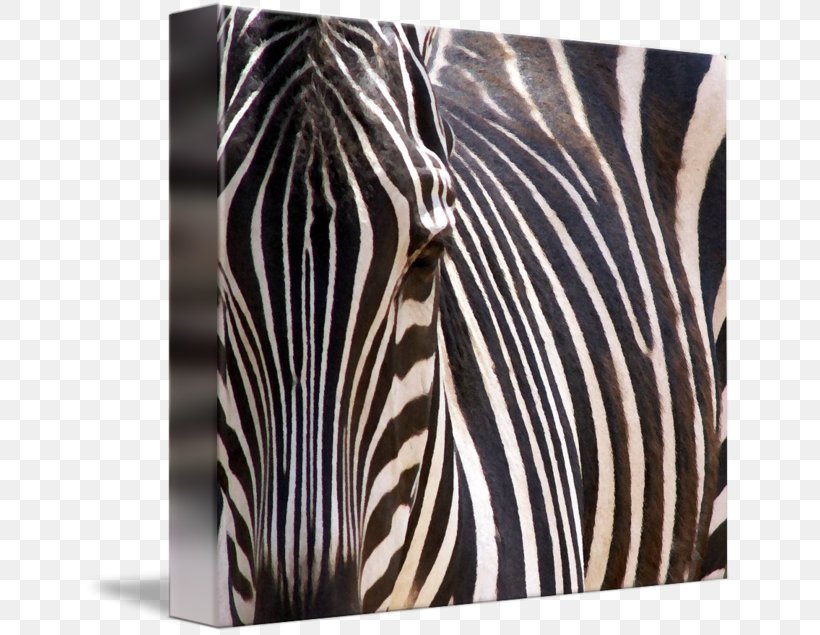 White Zebra Wildlife, PNG, 650x635px, White, Black And White, Horse Like Mammal, Mammal, Wildlife Download Free