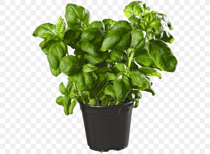 Basil Myrtle Overland Nurseries Groundcover Vegetable, PNG, 600x600px, Basil, Casserole, Flowerpot, Groundcover, Herb Download Free