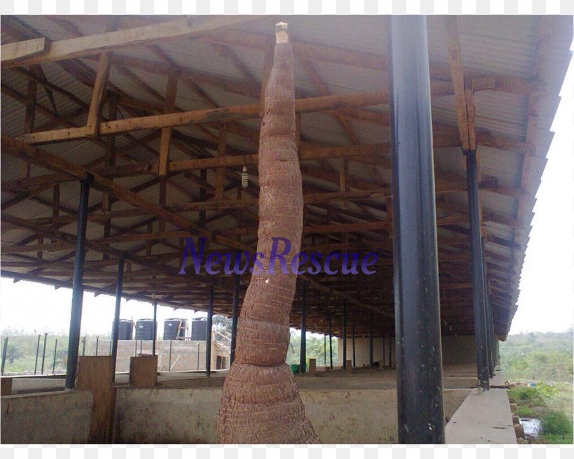 Cassava Osiele Tapioca Tuber Abeokuta, PNG, 1282x1026px, Cassava, Abeokuta, Beam, Farm, Harvest Download Free