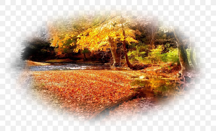 Desktop Wallpaper Forest 1080p Wallpaper, PNG, 800x500px, 1610, Forest, Autumn, Autumn Leaf Color, Desktop Computers Download Free