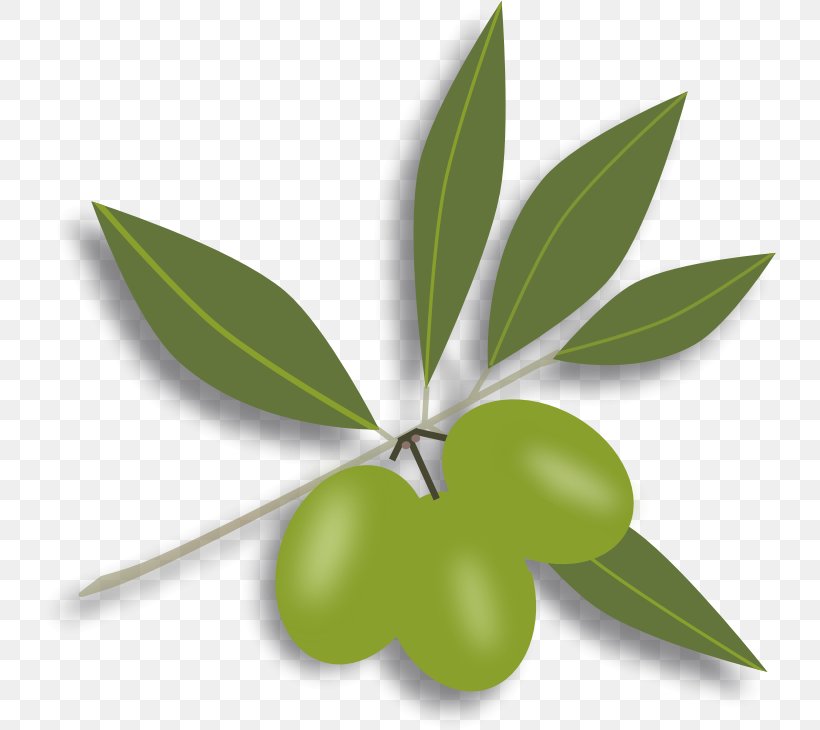 Olive Oil Olive Leaf Clip Art, PNG, 733x730px, Olive, Fruit, Leaf, Olive Branch, Olive Leaf Download Free