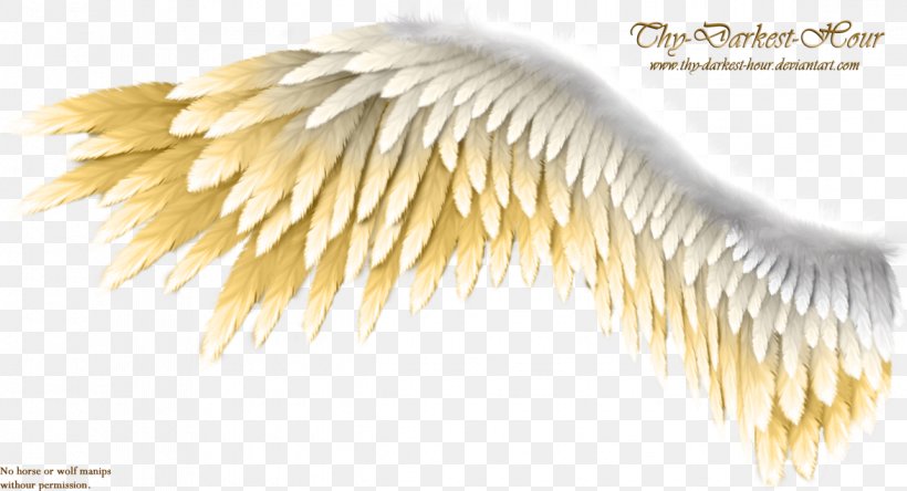 Wing Kreyol Chante Kreyol Konprann Feather, PNG, 1173x636px, Wing, Angel, Computer Software, Dots Per Inch, Feather Download Free
