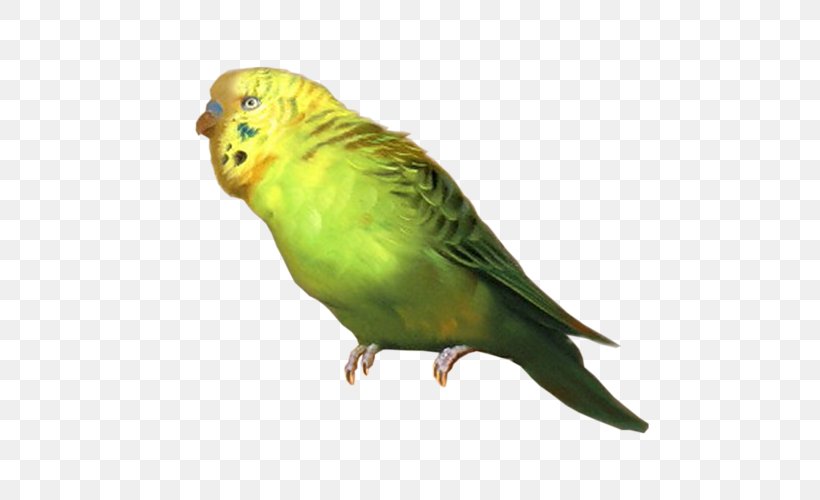 Budgerigar Lovebird Cockatiel Parrot, PNG, 500x500px, Budgerigar, Animal, Beak, Bird, Cockatiel Download Free