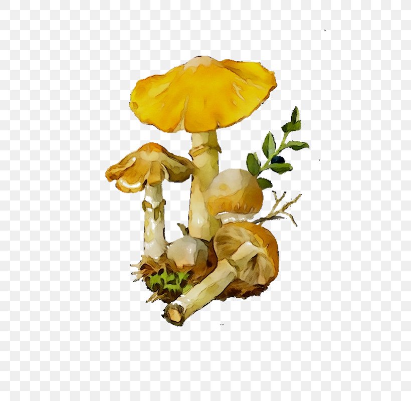 Edible Mushroom Fungus Suillus Luteus Cortinarius Caperatus, PNG, 544x800px, Mushroom, Agaric, Agaricaceae, Agaricomycetes, Agaricus Download Free