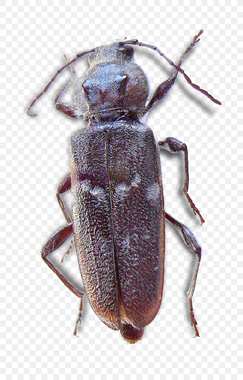 Weevil Longhorn Beetle Scarabs Hylotrupes Png 782x1280px Weevil