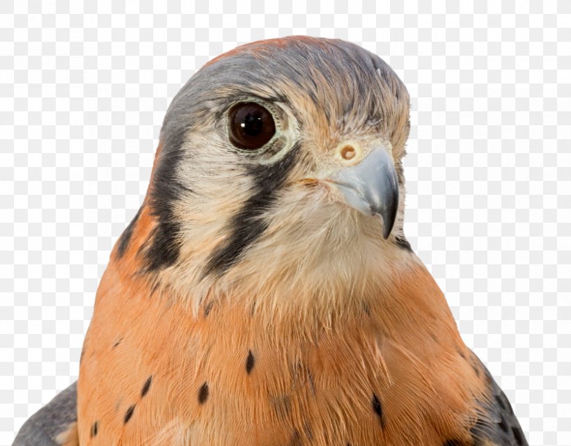 American Kestrel Owl, PNG, 839x656px, Kestrel, Adoption, American Kestrel, Beak, Bird Download Free