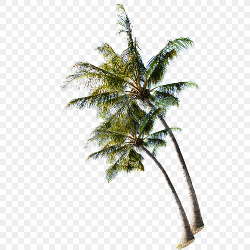 Beach Tree Coconut, PNG, 1000x1000px, Arecaceae, Arecales, Branch, Leaf, Palm Tree Download Free