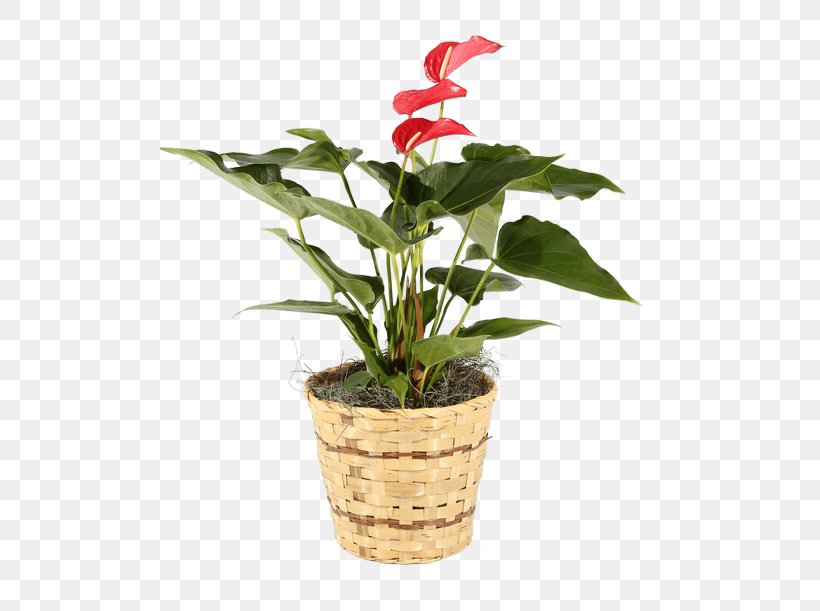 Cut Flowers Laceleaf Flowerpot Houseplant, PNG, 500x611px, Cut Flowers, Basket, Connells Maple Lee Flowers Gifts, Flower, Flowering Plant Download Free