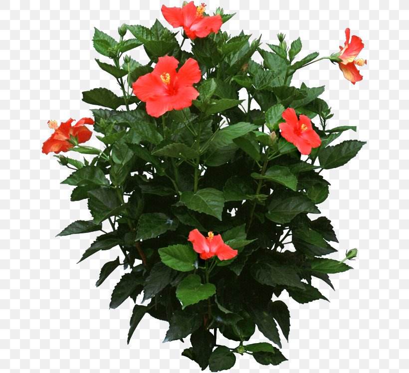 Shoeblackplant Houseplant Flower Plants In Winter, PNG, 655x748px, Shoeblackplant, Annual Plant, Azalea, Busy Lizzie, China Rose Download Free