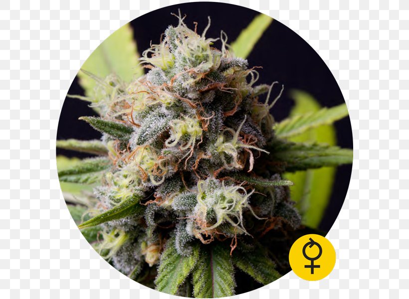 The Bulldog Seed Bank Autoflowering Cannabis, PNG, 600x600px, Bulldog, Autoflowering Cannabis, Breed, Cannabis, Cannabis Sativa Download Free