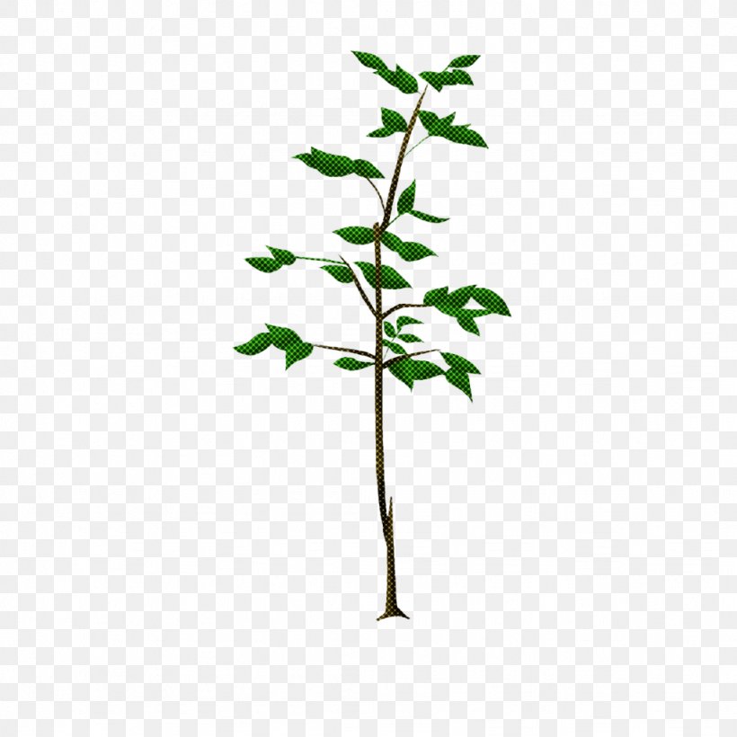 Plant Flower Leaf Tree Green, PNG, 1024x1024px, Plant, Branch, Flower, Green, Leaf Download Free